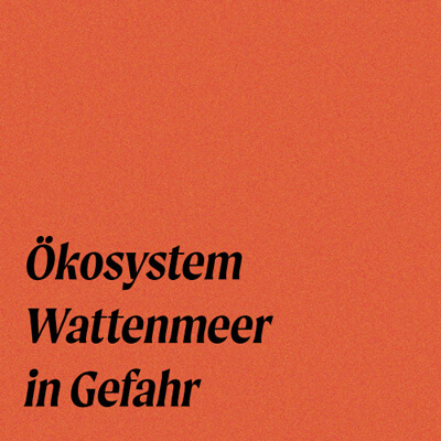 Ökosystem Wattenmeer